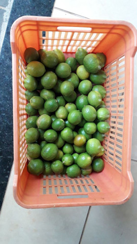 Produtos da roça  - Foto 3