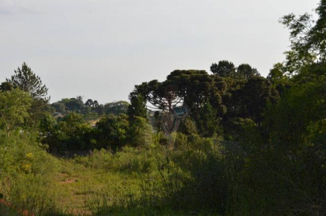 Terreno para alugar, 3100 m² por r$ 3.900/mês - santa felicidade - curitiba/pr - Foto 5