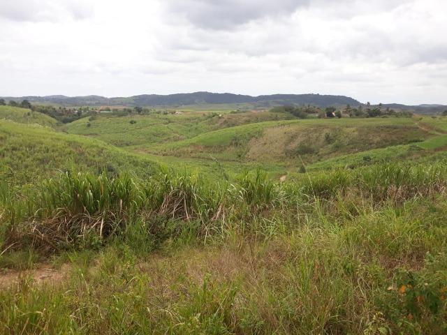 Escada=Vend. 7 mil por Hect=140 Hect=Todos plantado em Cana de Açúcar, só vendemos tudo - Foto 14