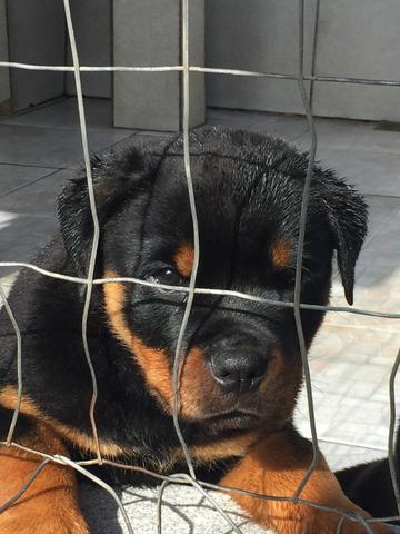 Filhotes machos Rottweiler - Foto 2