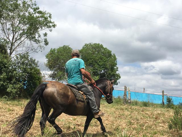 Égua crioula!