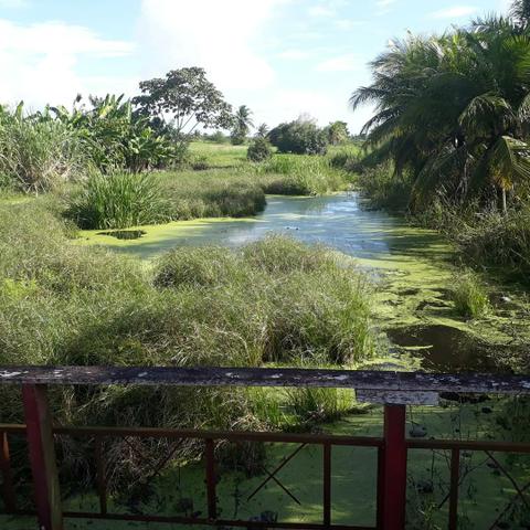 Fazenda com 15 hectares entre vera cruz e macaiba - Foto 5