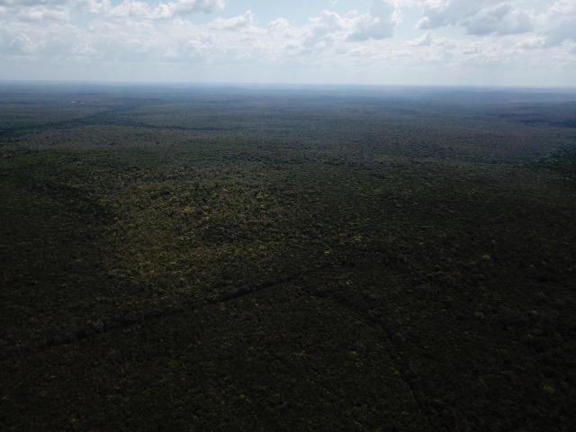 Oportunidade ! 4 mil hectares brutos de dupla aptidão, entre Codó e Caxias ! - Foto 5