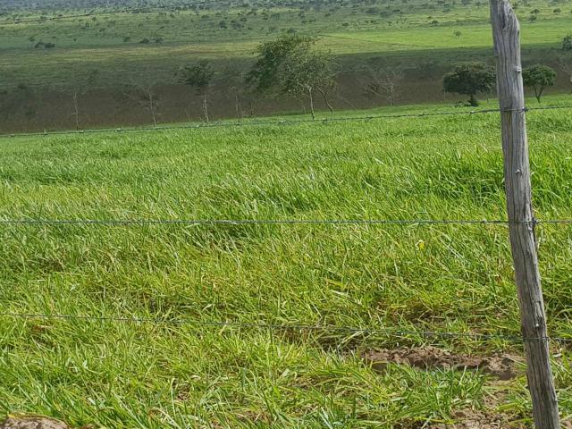 500 Hectares em Canudos Ideal para Criação de Gado com escritura pública - Foto 6