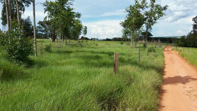 Sitio 5 alqueires formado e todo cercado - Foto 4
