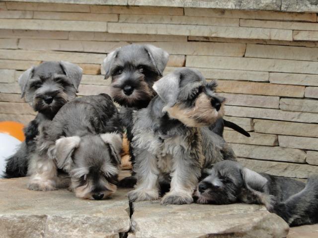 Schnauzer Miniatura - filhotes lindíssimos há 24 anos. Reserve o seu !!!!! - Foto 5