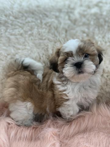 Os mais perfeitos shih tzus aqui na filhotes da Serra