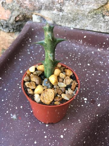 Vendo muda de cactos