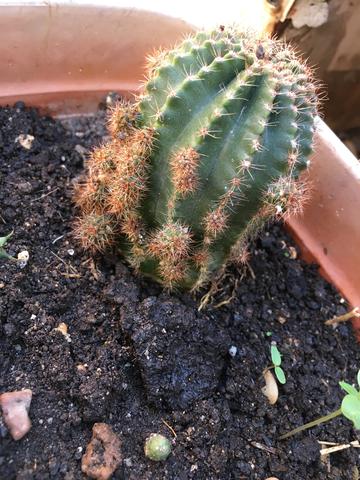 Vendo muda de cactos - Foto 5