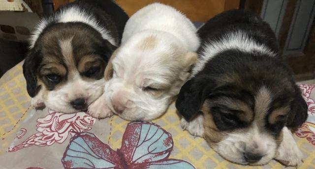 Filhotes de beagle - Foto 3