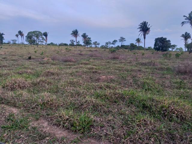 Fazenda com 2 nascentes 8 pasto 5 represas.a 28 km de caldas novas.Go - Foto 6