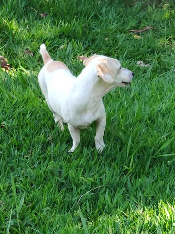 Doação de cachorrinhos de um aninho - Foto 2