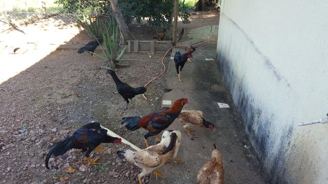 Frangos de raça - Foto 3