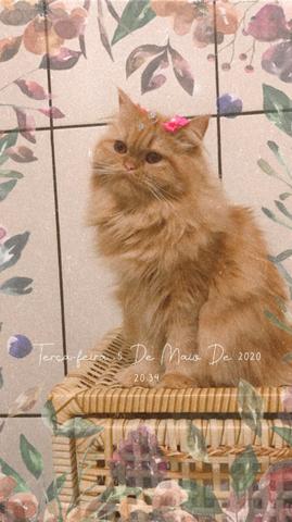 Gato persa