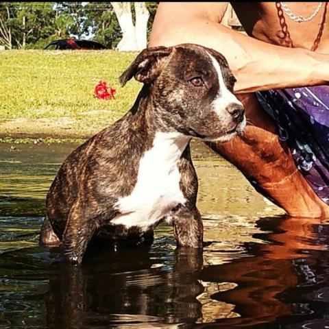 American Staffordshire Terrier - Foto 3