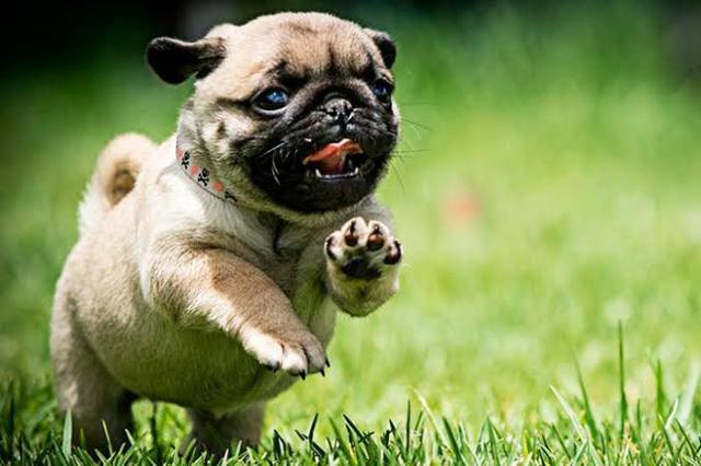 Pug filhote