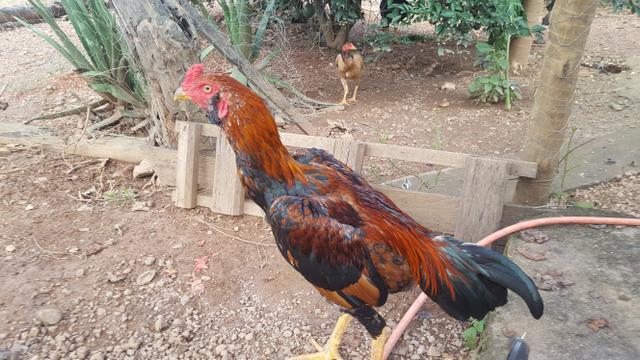Frangos de raça - Foto 4