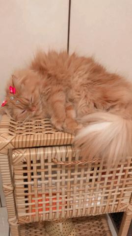 Gato persa - Foto 2