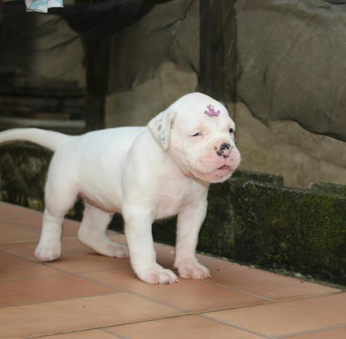 Buldogue Campeiro - Foto 4