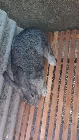 Coelha gigante de flandres pura