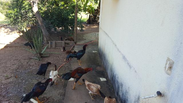 Frangos de raça - Foto 5