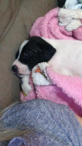 Filhote pitbull - Foto 3