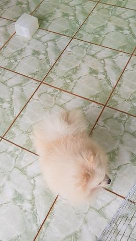 Spitz alemão anão disponível para cruza - Foto 2