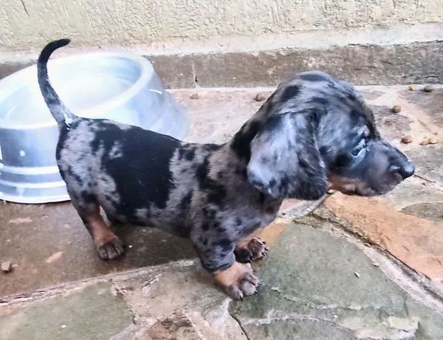 Dachshund teckel . Basset salsichinhas 