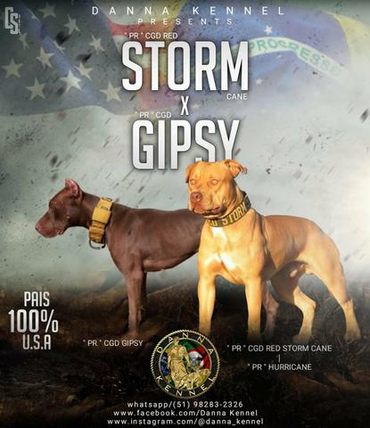 Filhotes de pit bull