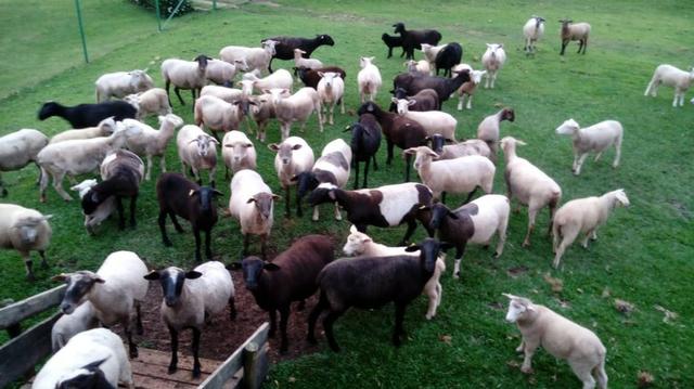 Vendo carneiros 9,50 kg