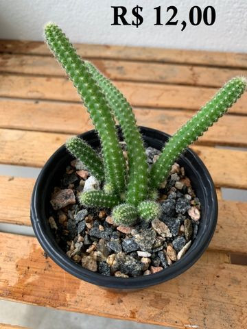 Mudas de cactos para cultivo - Garanhuns - Foto 5