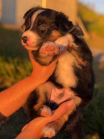 Border Collie
