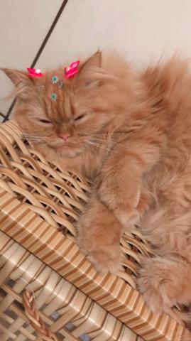 Gato persa - Foto 4