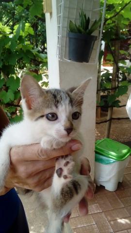 Doação de gato - Foto 2