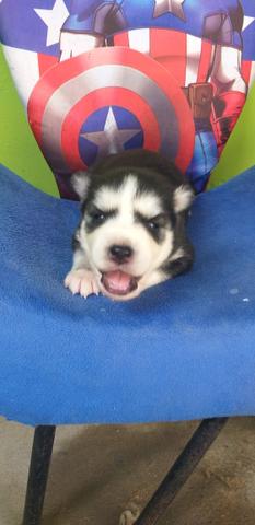 Bbs de Husky Siberiano - Foto 2