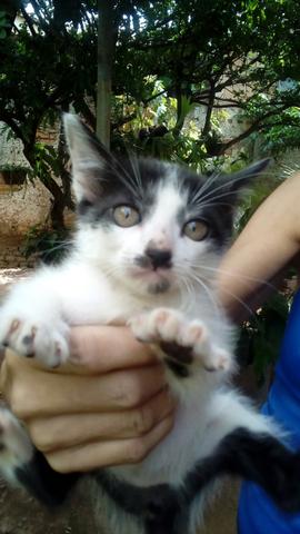 Doação de gato - Foto 5