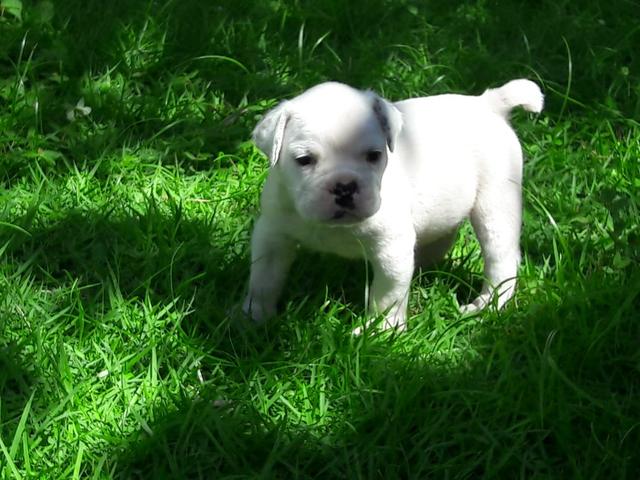 Buldogue Campeiro - Foto 3