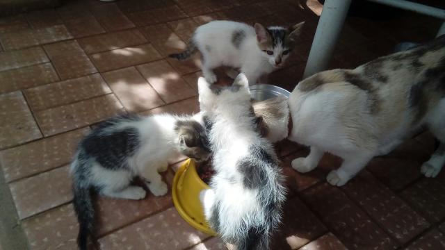 Doação de gato