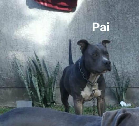 American Staffordshire Terrier