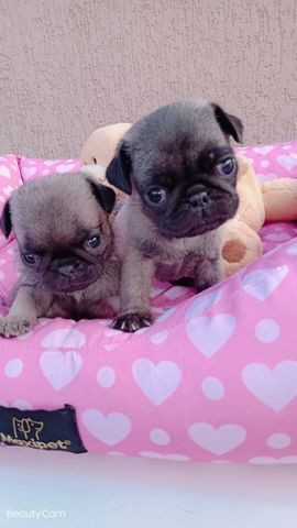 Filhotes de Pug - Foto 5