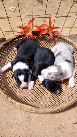 Border collie João pessoa - Foto 3