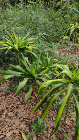 Plantas  a Troncos  , Bambu natural ,Pedras ,preços  Promocionais   - Foto 5