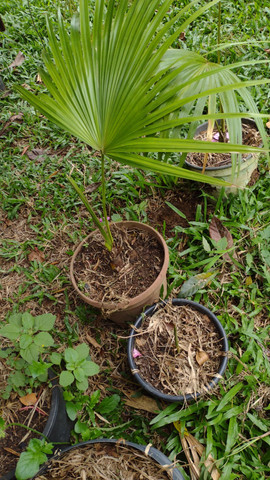 Plantas  a Troncos  , Bambu natural ,Pedras ,preços  Promocionais   - Foto 4