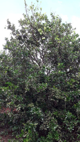 Produtos da roça  - Foto 4