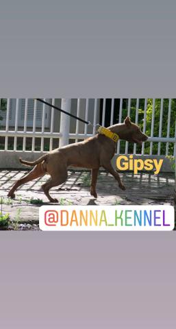 Filhotes de pit bull - Foto 2