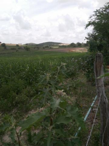 Feira Nova=Vend. 15 mil por Hect=Fazenda com 100 Hectares=Pronta pra Criação de Gado - Foto 11