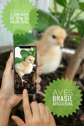Pintinho poedeiras e caipiras ou 30 dias - Foto 3