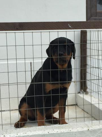 Filhote de Rottweiler - Foto 2