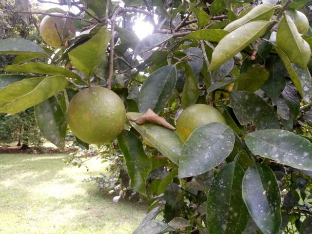 Terrenos - Porto de Cima - Morretes - Foto 6
