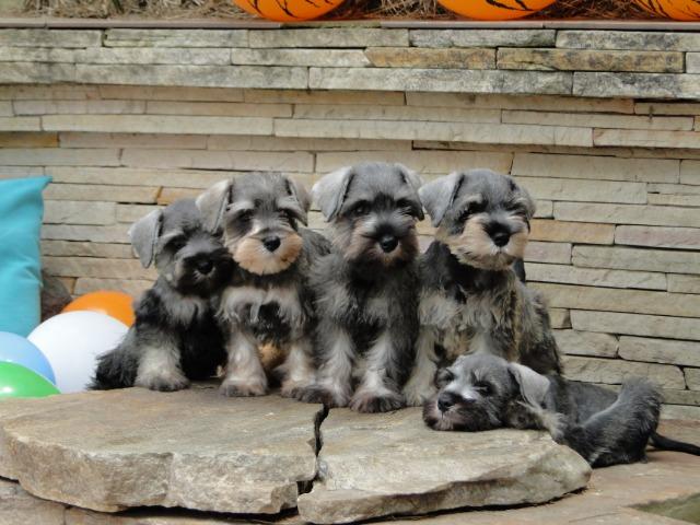 Schnauzer Miniatura - filhotes lindíssimos há 24 anos. Reserve o seu !!!!! - Foto 6
